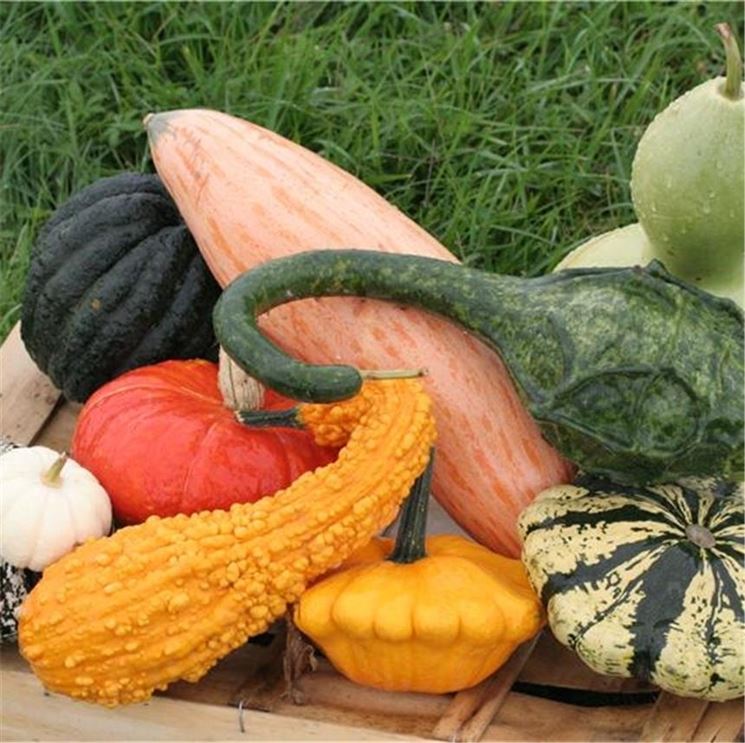 diverse variet di zucca ornamentale