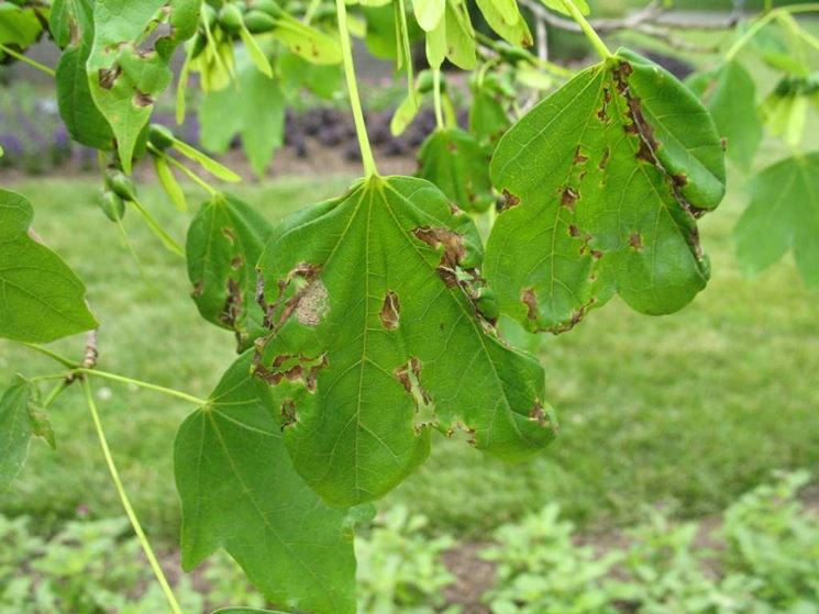 Antracnosi  sulle foglie