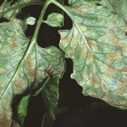 foglia di pomodoro con macchie da cladosporiosi