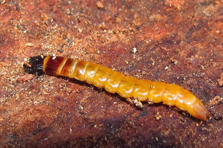 Larva elateride