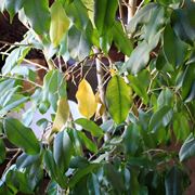 Ficus benjamin foglie malate
