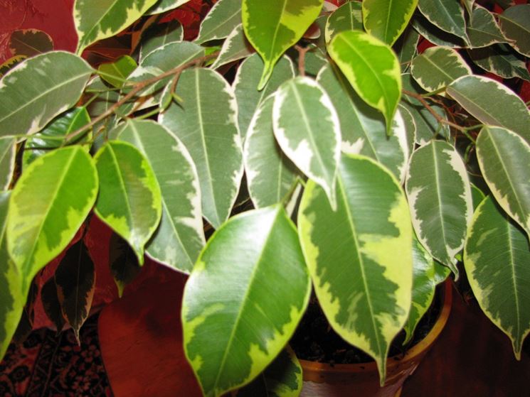 Ficus benjamin sano