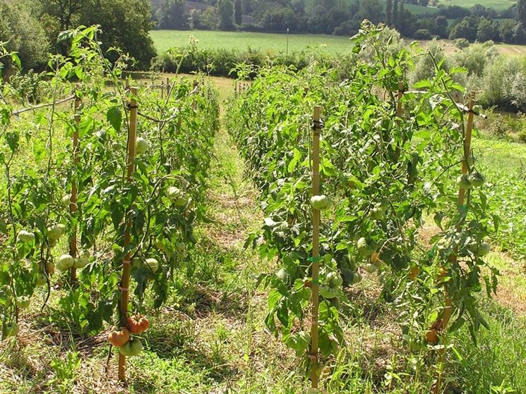 Pomodori l'habitat ideale