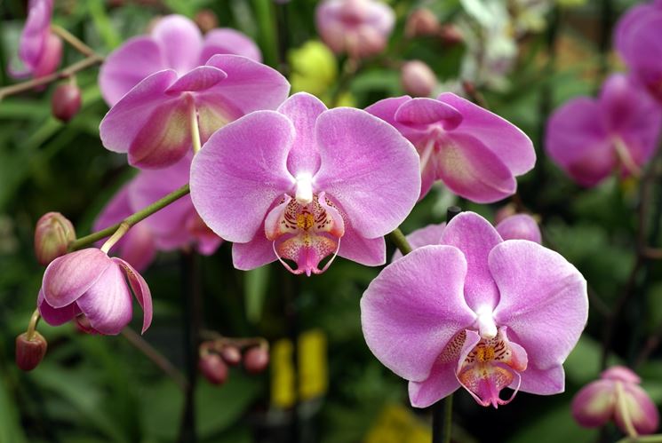 orchidee malattie