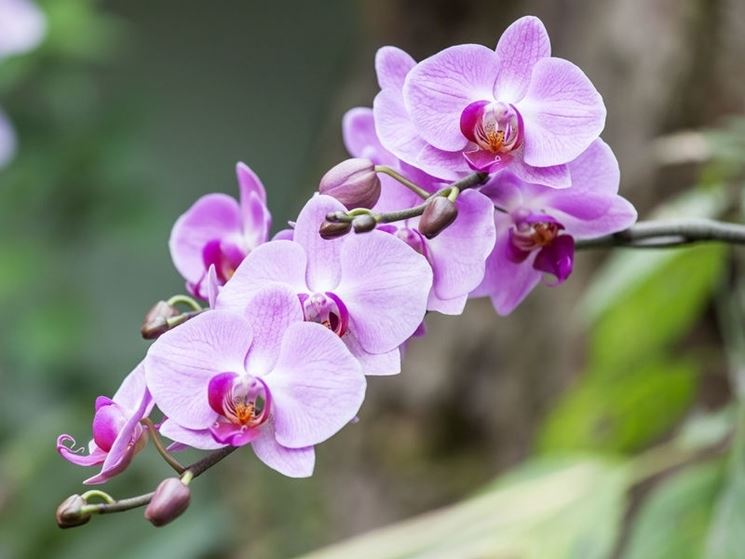 fiori orchidea