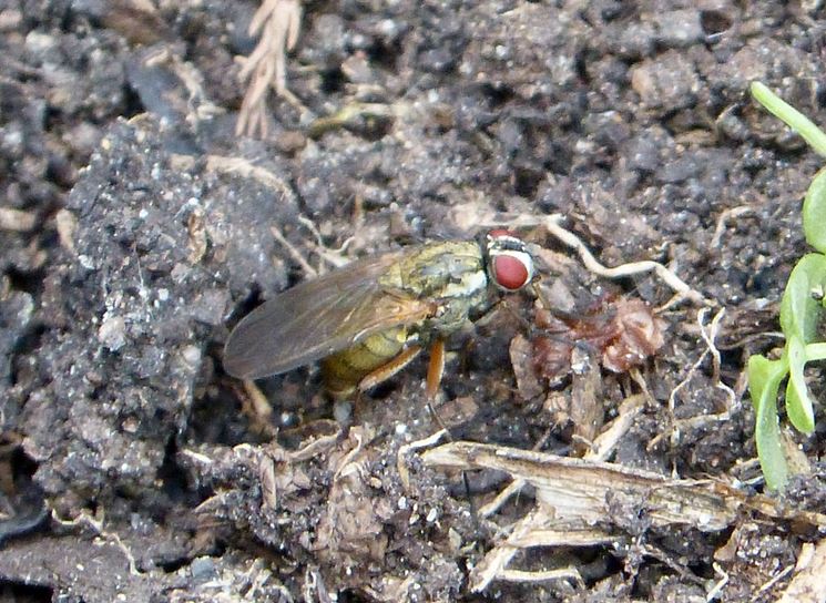 Adulto di mosca del cavolo