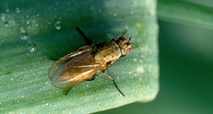 Mosca della cipolla