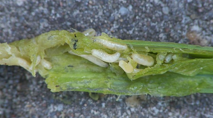 Larve di mosca della cipolla