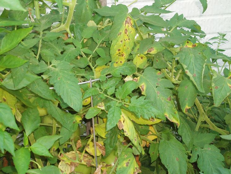 Sintomi della Peronospora su pomodori