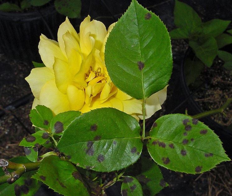 Rose colpite da Peronospora