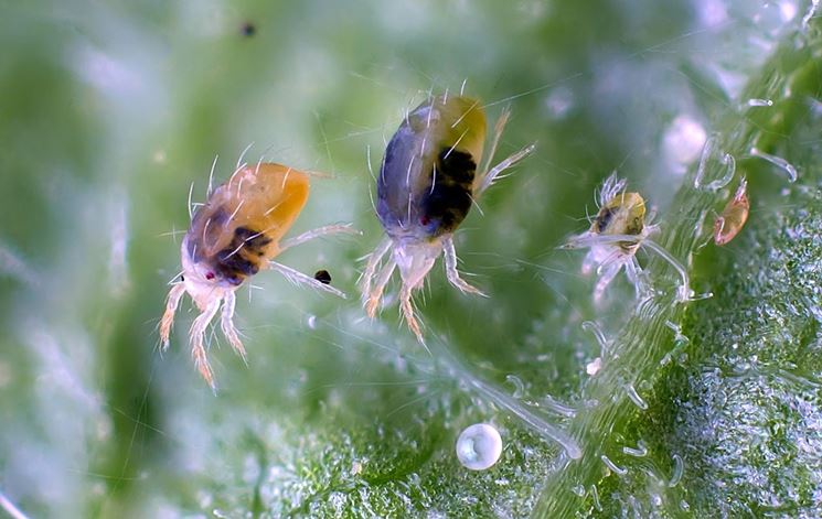 Tetranychus urticae in primo piano