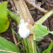 Pianta colpita da sclerotinia