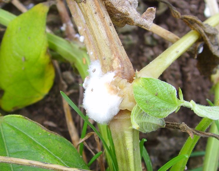 Pianta colpita da sclerotinia