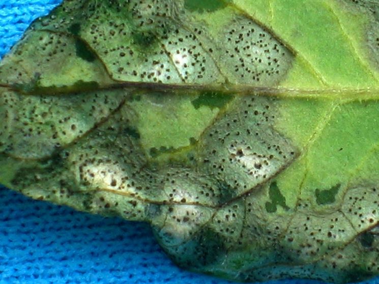 Foglia pomodoro malata