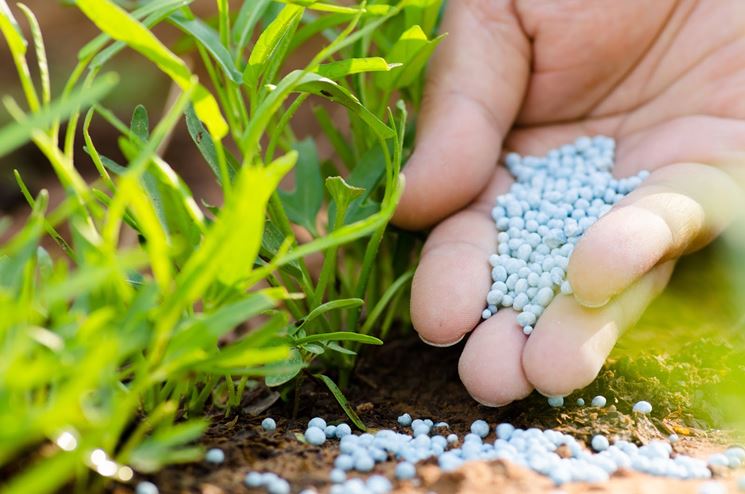 fertilizzanti naurali o chimici