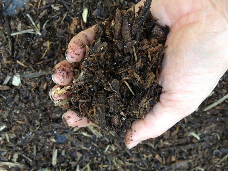 Fertilizzare con il terriccio di foglie