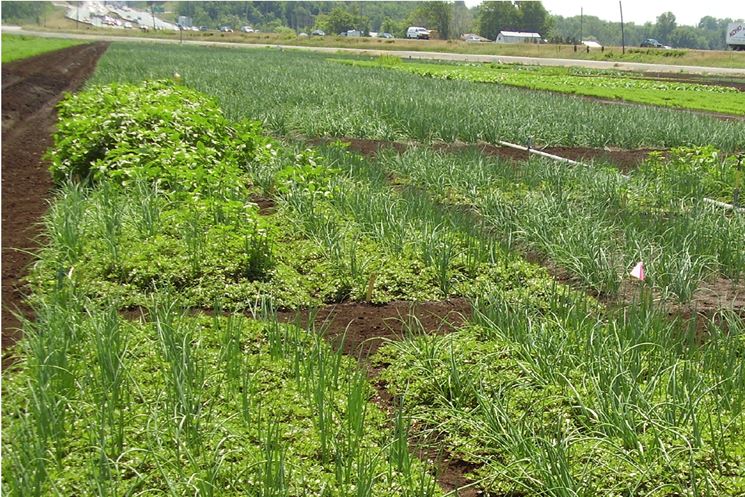 Campo con piante infestanti