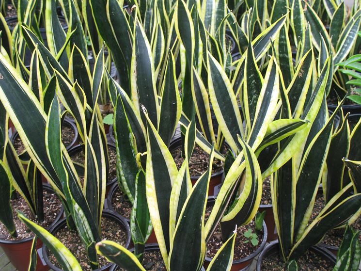 Sansevieria