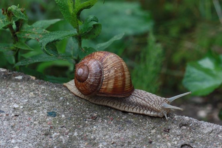 Le lumache sono un pericolo per le coltivazioni