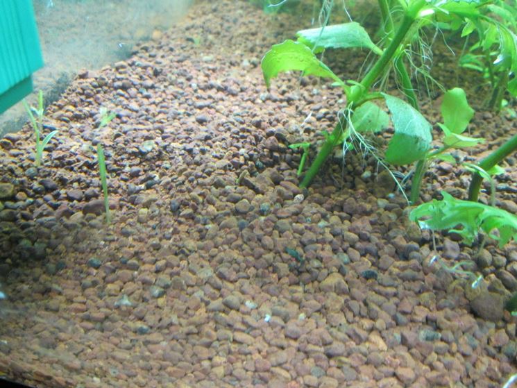 Substrato per colture da acquario