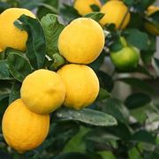Limoni pianta