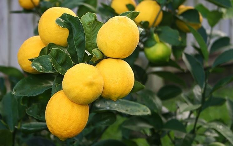 Limoni pianta