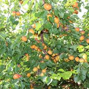 Albero di albicocco con frutta