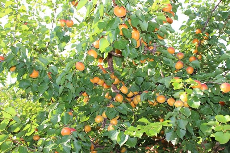 Albero di albicocco con frutta