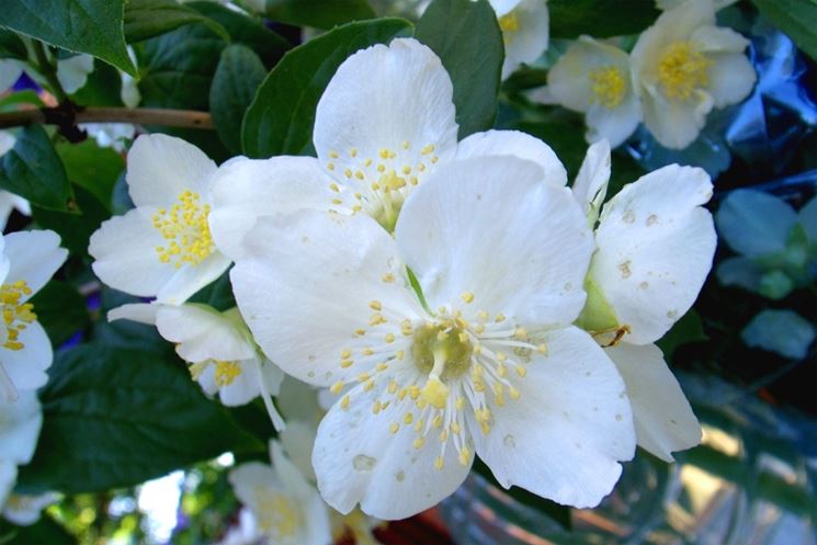 Fiore di gelsomino