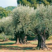 piante di ulivo