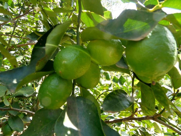 Limoni