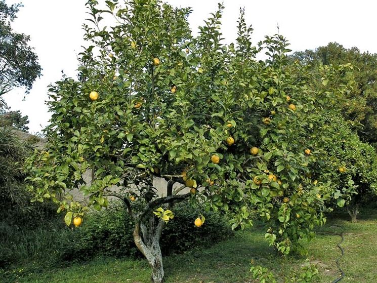 Albero di limone