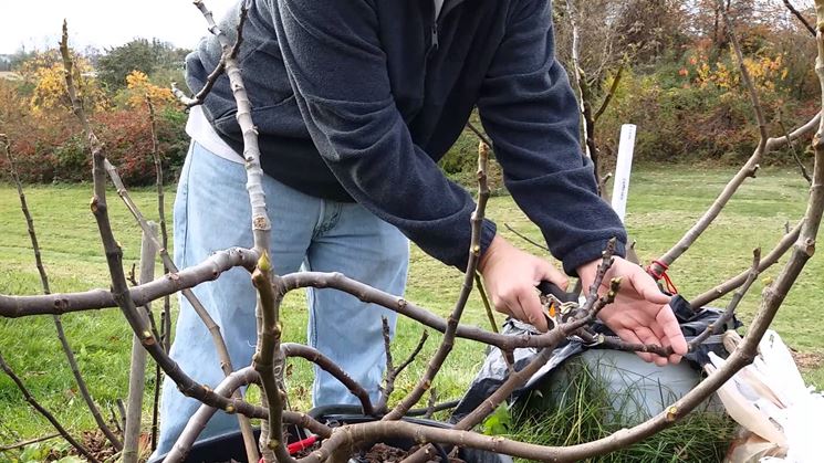 Operazioni di potatura di un albero di fico