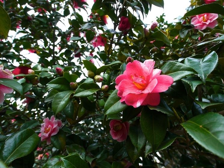 Fiori di camelia