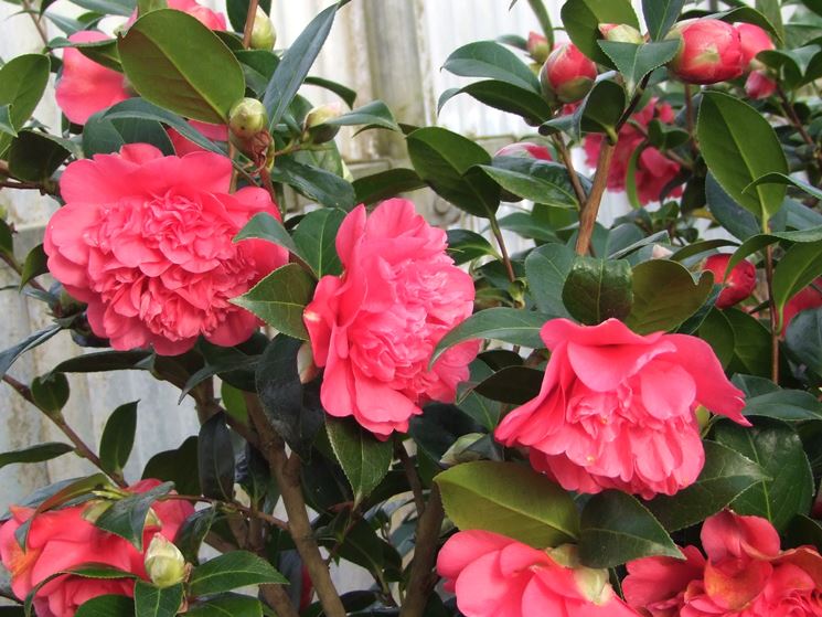 potare camelia