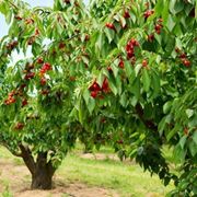 Esemplari di alberi di ciliegio