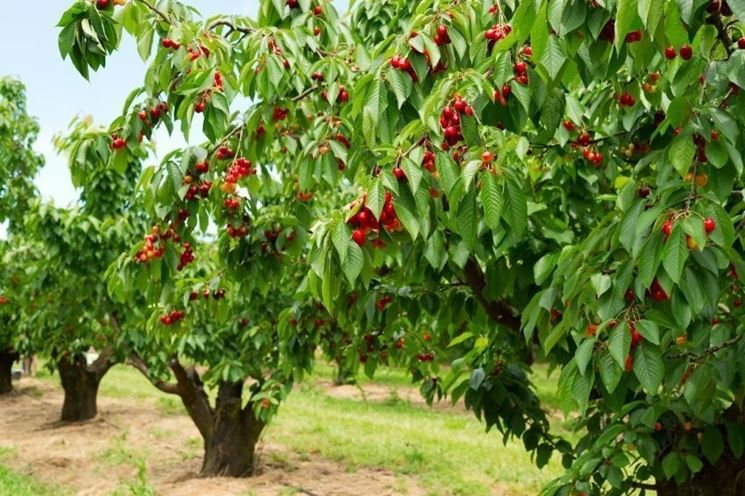 Esemplari di alberi di ciliegio