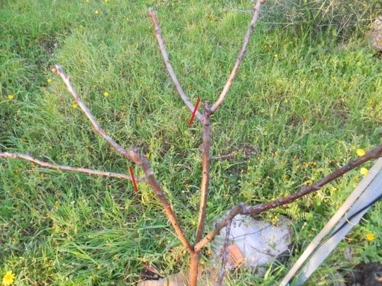 Potatura di produzione del ciliegio