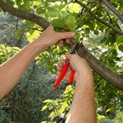 Potatura contenimento albero frutto