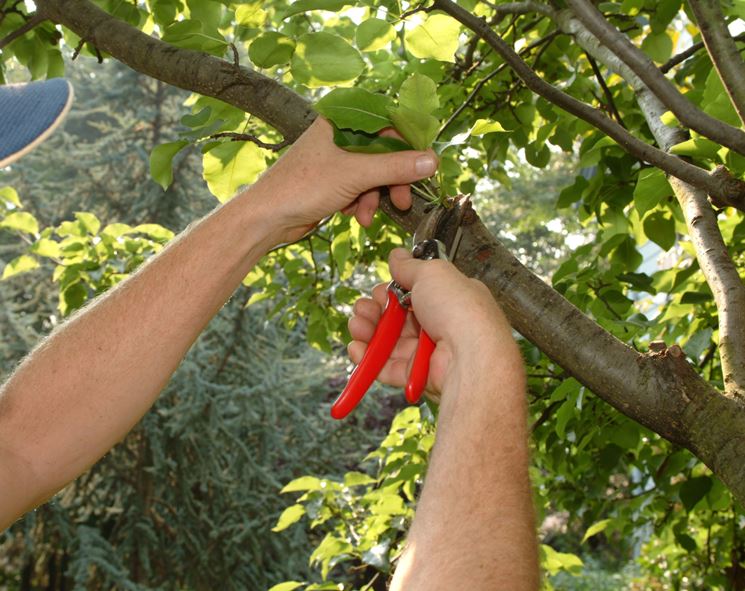 Potatura contenimento albero frutto