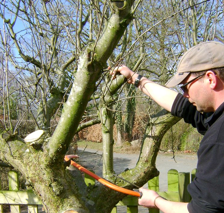 Potatura formazione albero frutto