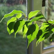 Fronda ficus benjamin