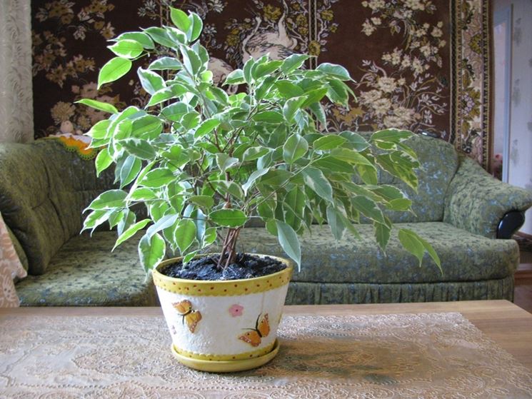 Pianta ficus benjamin