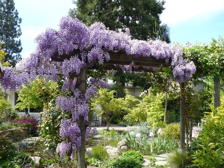 Elegante glicine da giardino