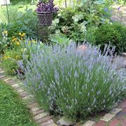 Lavanda giardino