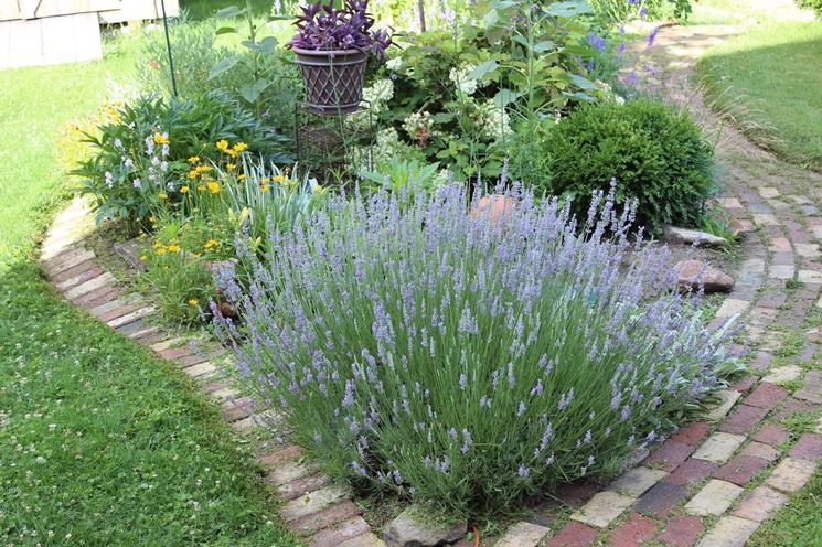 Lavanda giardino