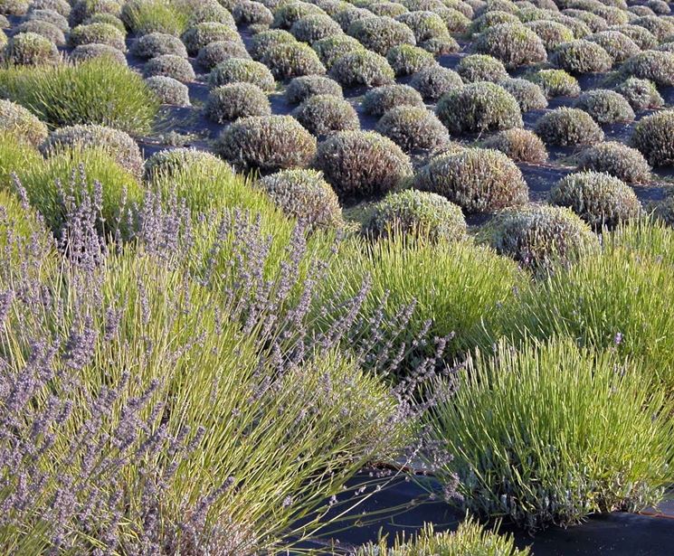 Potatura Lavanda Potature Potare Pianta Lavanda