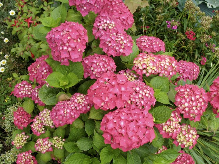 Hydrangea macrophilla