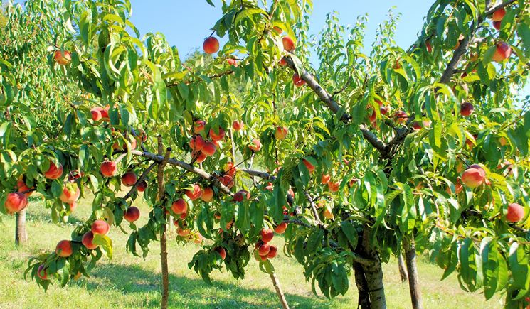 Albero pesco