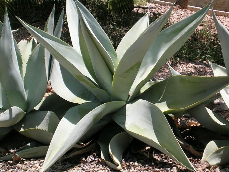 agave